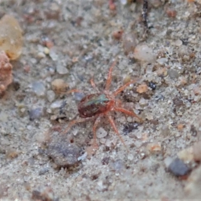 Anystidae (family) (Unidentified anystid mite) at Mount Painter - 6 Jun 2019 by CathB