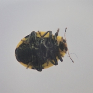 Illeis galbula at Cook, ACT - 2 Jun 2019 12:50 PM