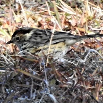 Pyrrholaemus sagittatus (Speckled Warbler) at Paddys River, ACT - 7 Jun 2019 by JohnBundock