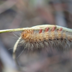 Erebidae (family) (Unidentified immature Erebid moth) at Cook, ACT - 6 Mar 2019 by CathB