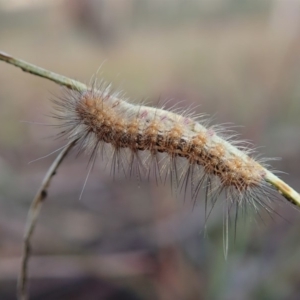 Erebidae (family) at Cook, ACT - 7 Mar 2019 08:11 AM