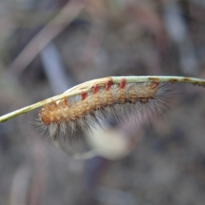 Erebidae (family) at Cook, ACT - 7 Mar 2019 08:11 AM