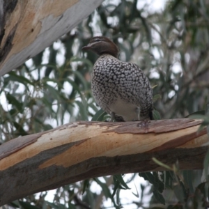 Chenonetta jubata at Hughes, ACT - 8 Jun 2019 01:10 PM