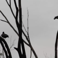 Chenonetta jubata at Hughes, ACT - 8 Jun 2019 01:10 PM