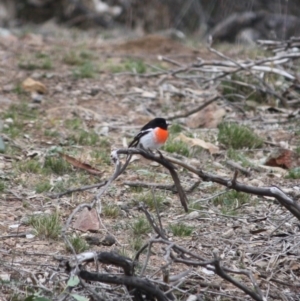 Petroica boodang at Red Hill, ACT - 8 Jun 2019 11:00 AM