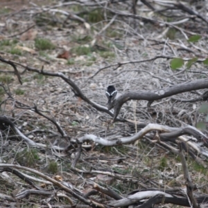 Petroica boodang at Red Hill, ACT - 8 Jun 2019 11:00 AM