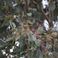 Pardalotus punctatus (Spotted Pardalote) at Red Hill, ACT - 8 Jun 2019 by LisaH