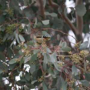 Pardalotus punctatus at Red Hill, ACT - 8 Jun 2019