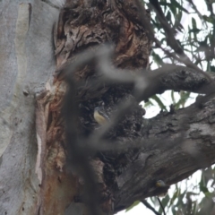 Pardalotus punctatus at Red Hill, ACT - 8 Jun 2019 12:34 PM