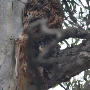 Pardalotus punctatus at Red Hill, ACT - 8 Jun 2019