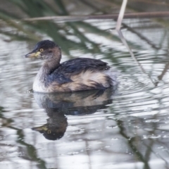 Tachybaptus novaehollandiae (Australasian Grebe) at Giralang, ACT - 5 Jun 2019 by AlisonMilton