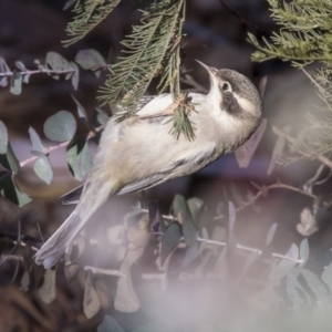 Melithreptus brevirostris at Belconnen, ACT - 4 Jun 2019