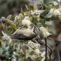 Melithreptus brevirostris at Belconnen, ACT - 4 Jun 2019