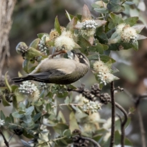 Melithreptus brevirostris at Belconnen, ACT - 4 Jun 2019