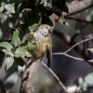 Acanthiza lineata at Belconnen, ACT - 4 Jun 2019