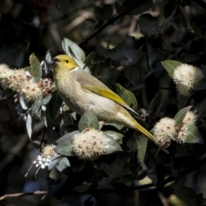 Ptilotula penicillata at Belconnen, ACT - 4 Jun 2019 02:38 PM