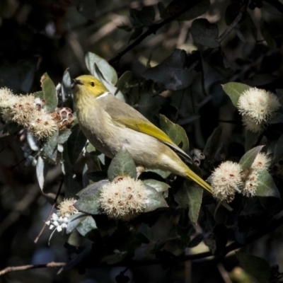 Ptilotula penicillata (White-plumed Honeyeater) at Belconnen, ACT - 4 Jun 2019 by Alison Milton