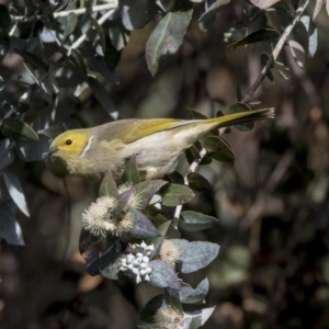 Ptilotula penicillata at Belconnen, ACT - 4 Jun 2019 02:38 PM