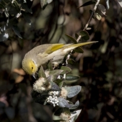 Ptilotula penicillata at Belconnen, ACT - 4 Jun 2019 02:38 PM