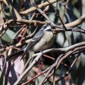 Rhipidura albiscapa at Belconnen, ACT - 4 Jun 2019 03:27 PM