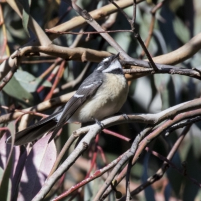 Rhipidura albiscapa (Grey Fantail) at Belconnen, ACT - 4 Jun 2019 by Alison Milton