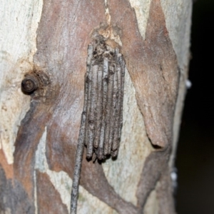 Clania ignobilis at Belconnen, ACT - 4 Jun 2019