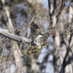 Myiagra inquieta at Michelago, NSW - 1 Jun 2019