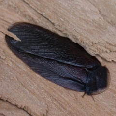 Laxta granicollis (Common bark or trilobite cockroach) at Michelago, NSW - 8 Jun 2019 by Illilanga