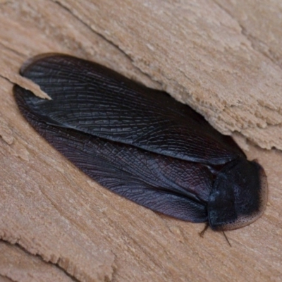 Laxta granicollis (Common bark or trilobite cockroach) at Michelago, NSW - 8 Jun 2019 by Illilanga
