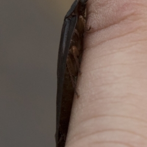 Laxta granicollis at Michelago, NSW - 8 Jun 2019