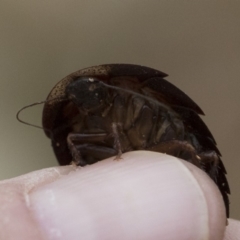 Laxta granicollis at Michelago, NSW - 8 Jun 2019 03:12 PM