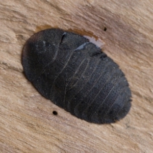 Laxta granicollis at Michelago, NSW - 8 Jun 2019 03:12 PM