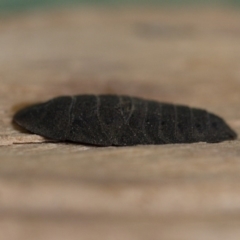 Laxta granicollis at Michelago, NSW - 8 Jun 2019 03:12 PM