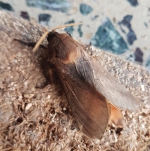 Oxycanus (genus) at Gundaroo, NSW - 9 Jun 2019