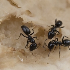 Anonychomyrma sp. (genus) at Michelago, NSW - 30 Mar 2019 12:13 PM