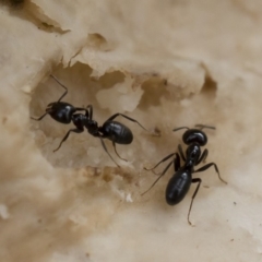 Anonychomyrma sp. (genus) at Michelago, NSW - 30 Mar 2019