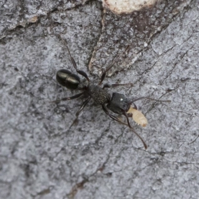 Rhytidoponera metallica (Greenhead ant) at Michelago, NSW - 30 Mar 2019 by Illilanga