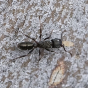 Rhytidoponera metallica at Michelago, NSW - 30 Mar 2019