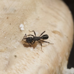 Rhytidoponera metallica at Michelago, NSW - 30 Mar 2019