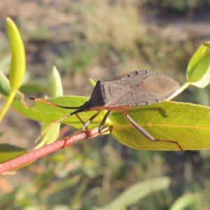 Amorbus sp. (genus) at Tuggeranong DC, ACT - 27 Mar 2019