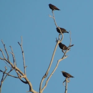 Sturnus vulgaris at Tuggeranong DC, ACT - 27 Mar 2019 07:21 PM