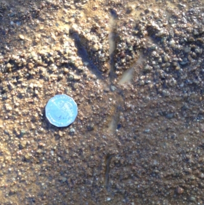 Menura novaehollandiae at Namadgi National Park - 30 May 2019 by KMcCue