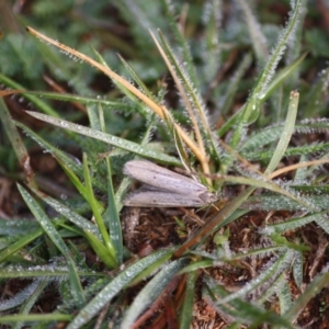 Philobota (genus) at Hughes, ACT - 9 Jun 2019 11:29 AM