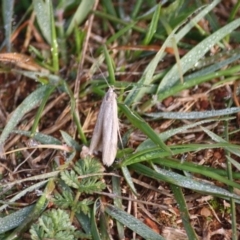 Philobota (genus) at Hughes, ACT - 9 Jun 2019 11:29 AM