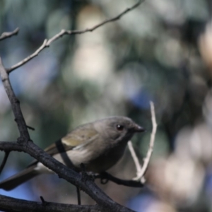 Pachycephala pectoralis at Deakin, ACT - 9 Jun 2019