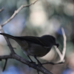 Pachycephala pectoralis at Deakin, ACT - 9 Jun 2019