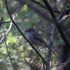 Pachycephala pectoralis at Deakin, ACT - 9 Jun 2019 12:51 PM