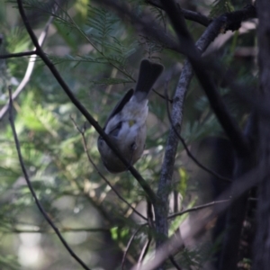 Pachycephala pectoralis at Deakin, ACT - 9 Jun 2019 12:51 PM