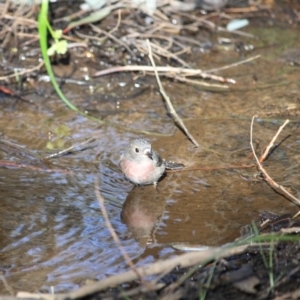 Petroica rosea at Deakin, ACT - 9 Jun 2019 12:54 PM