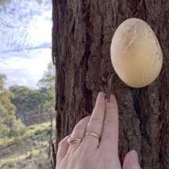 Laetiporus portentosus (White Punk) at Nanima, NSW - 9 Jun 2019 by 81mv